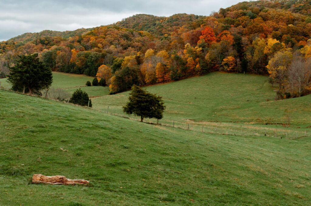 A hillside landscape dotted with vibrant fall foliage in shades of red, orange, and yellow, with a single tree standing in the grassy foreground.