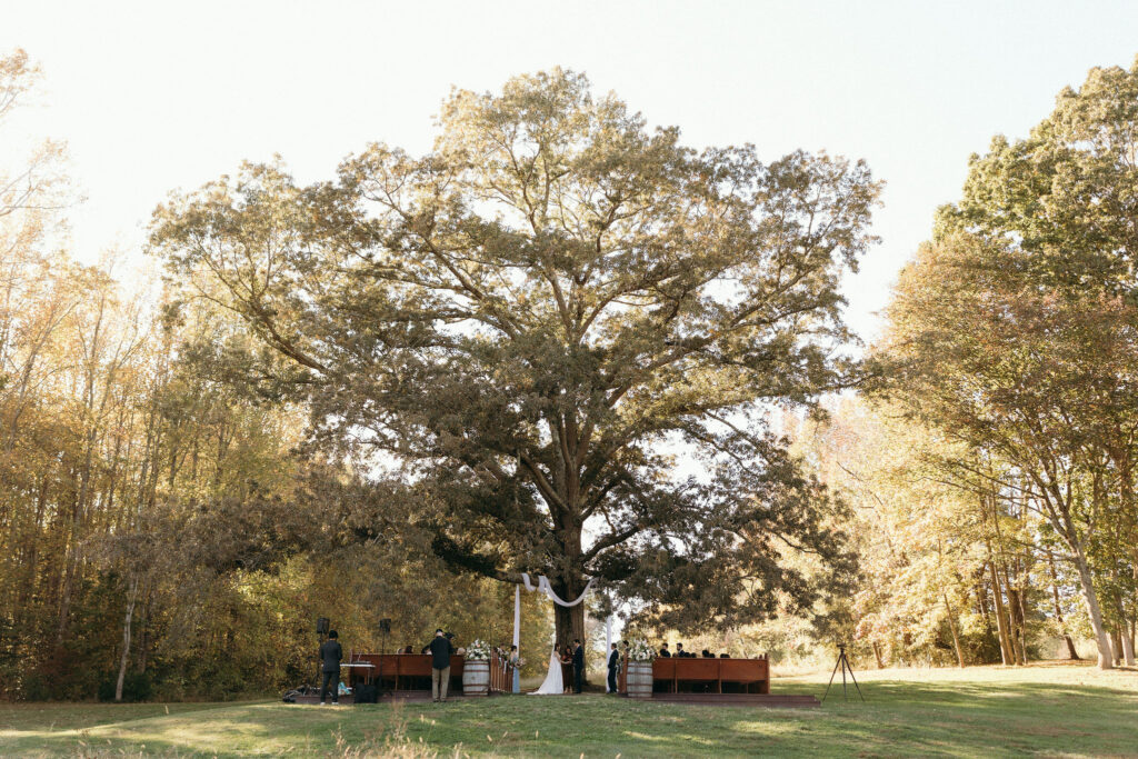 A tree towers over an intimate wedding ceremony with rows of seats and fabric draped among the tree's branches.