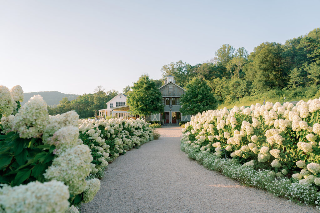Gravel pathway lined with blooming white hydrangeas leading to a rustic barn-style wedding venue surrounded by trees.